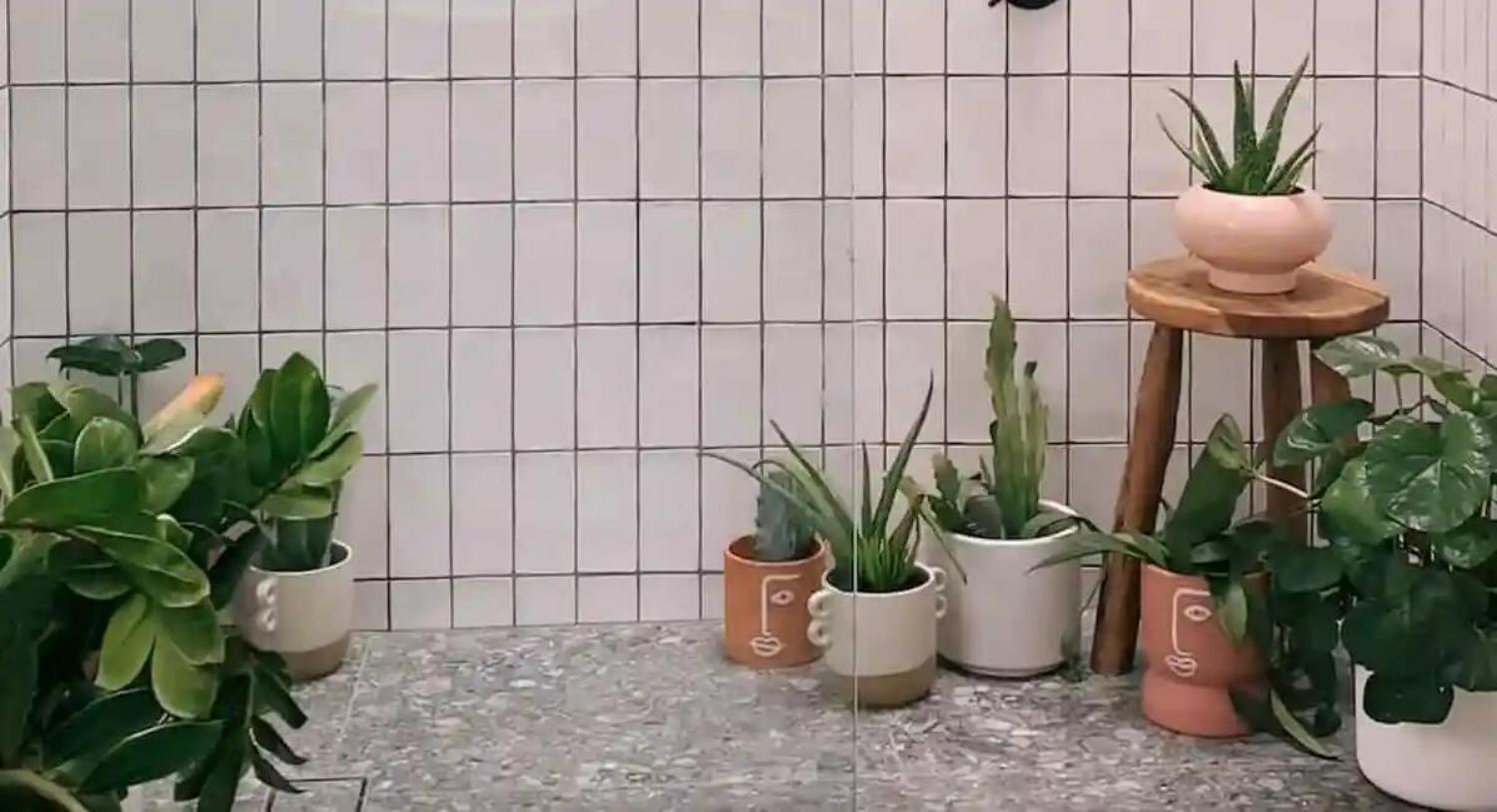 Best Plant for Bathroom with No Windows: Embracing Greenery with iVIGA - Blog - 3