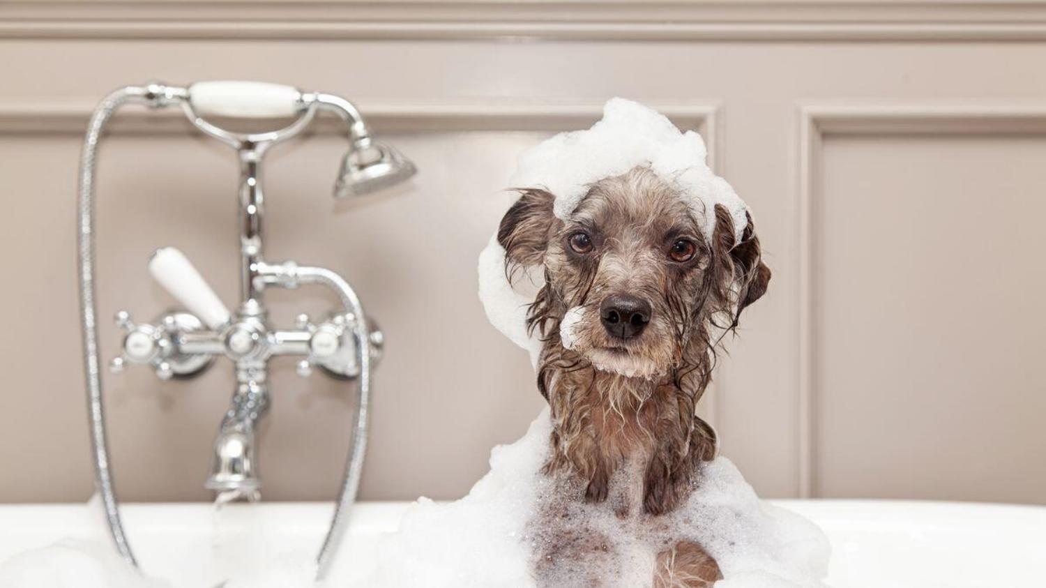 The Authoritative Guide to Do It Yourself Dog Wash - Blog - 1